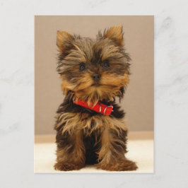 Postal Yorkshire Terrier Puppy