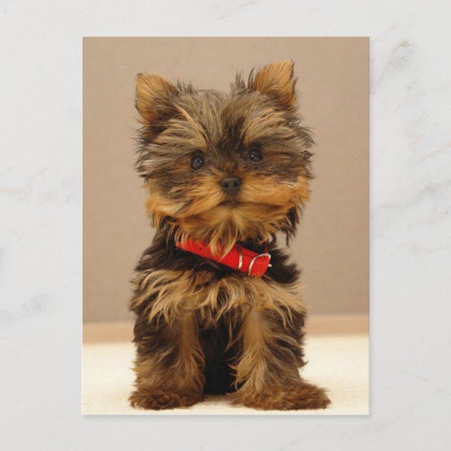 Postal Yorkshire Terrier Puppy (Anverso)