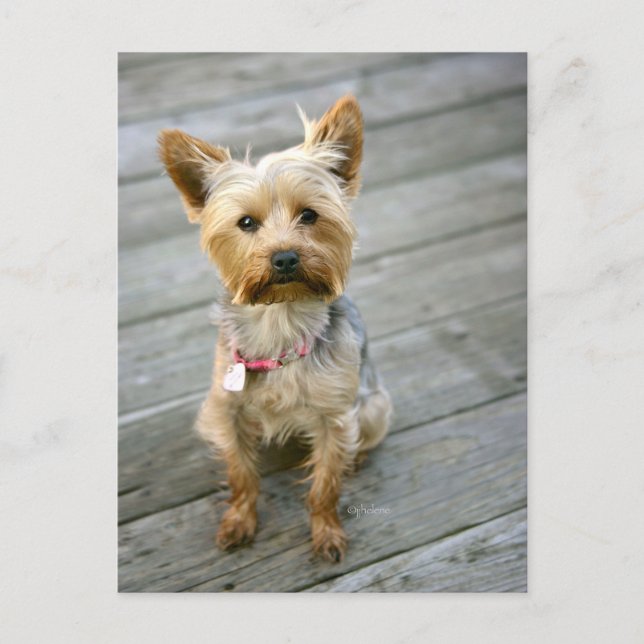 Postal Yorkshire Terrier Puppy - diseño de jhelene (Anverso)