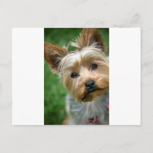 Postal Yorkshire Terrier Puppy - "diseño jjhelene"