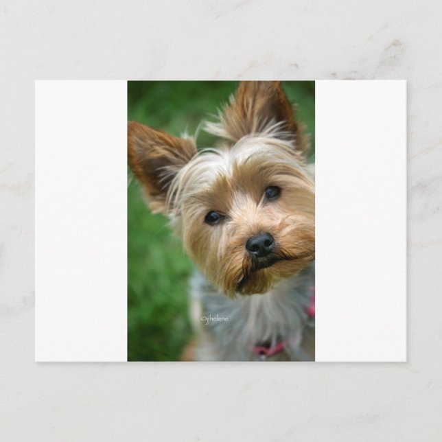 Postal Yorkshire Terrier Puppy - "diseño jjhelene" (Anverso)