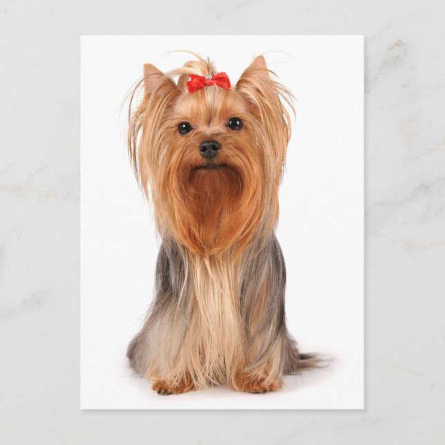 Postal Yorkshire Terrier Puppy Dog Blankie Yorkie (Anverso)