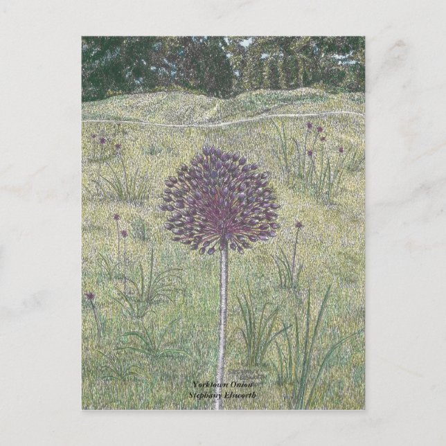 Postal Yorktown Onion (Anverso)