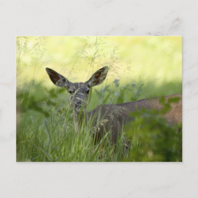 Postal Yosemite Deer (Anverso)