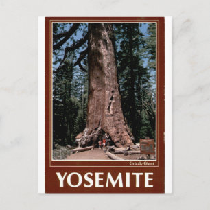 Postal Yosemite Grizzly Giant Retrato Vintage de Secuoya