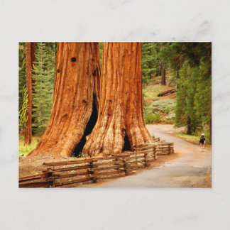 Postal Yosemite leña