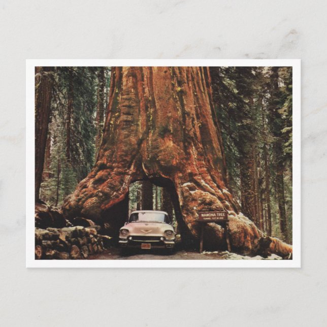 Postal Yosemite NP, Wawona Tree, 1959 de inspiración vint (Anverso)