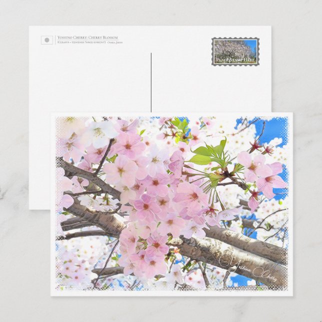 Postal Yoshino Cherry (Anverso / Reverso)
