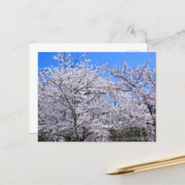 Postal Yoshino Cherry