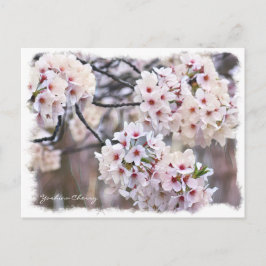 Postal Yoshino Cherry ポストカード