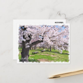 Postal Yoshino Cherry ポストカード