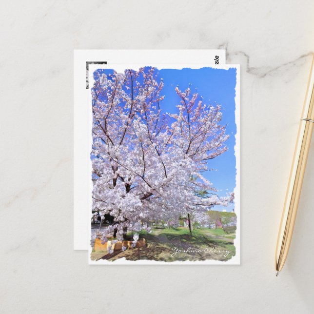 Postal Yoshino Cherry ポストカード (Anverso/Reverso In Situ)