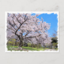 Yoshino Cherry ポストカード