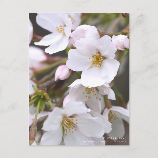 Postal Yoshino Cherry:Postcard (Anverso)