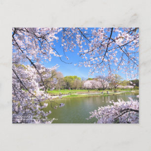 Postal Yoshino Cherry:Postcard