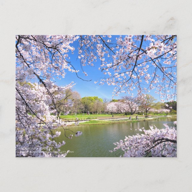 Postal Yoshino Cherry:Postcard (Anverso)