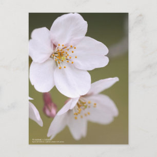 Postal Yoshino Cherry:Postcard