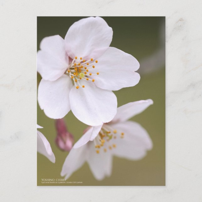 Postal Yoshino Cherry:Postcard (Anverso)