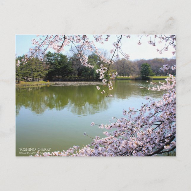 Postal Yoshino Cherry:Postcard (Anverso)