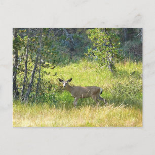 Postal Young Buck en Yosemite, California