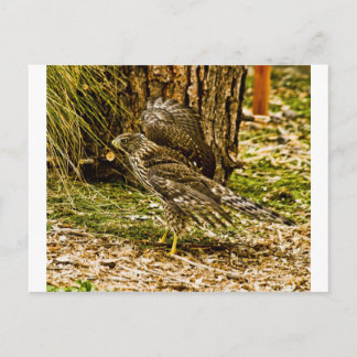 Postal Young Coopers Hawk