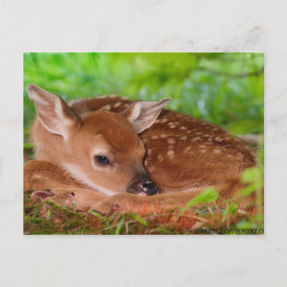 Postal Young_Deer_Fawn-1