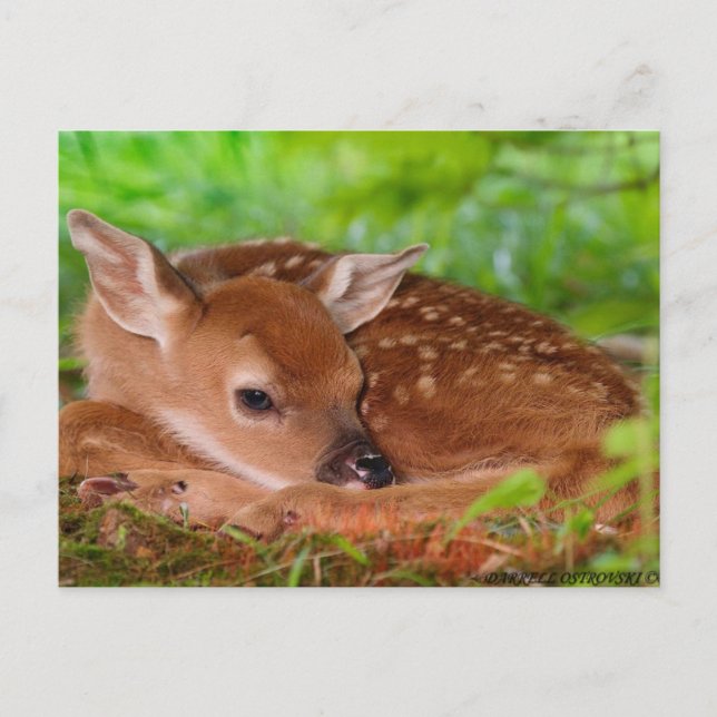 Postal Young_Deer_Fawn-1 (Anverso)