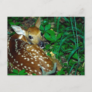 Postal Young Fawn