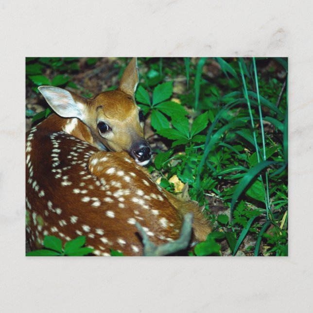 Postal Young Fawn (Anverso)