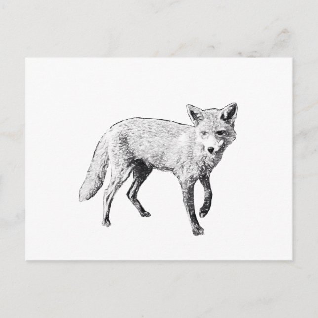 Postal Young Fox Sketch (Anverso)