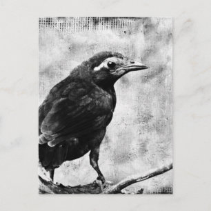 Postal Young Grackle