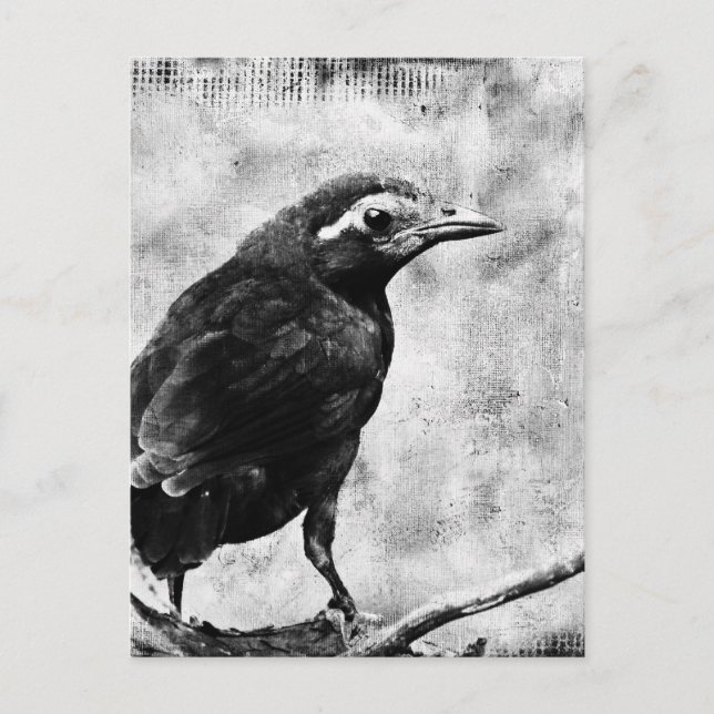 Postal Young Grackle (Anverso)