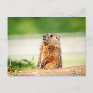 Postal Young Groundhog