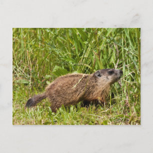 Postal Young Groundhog