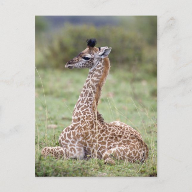 Postal Young Masai Giraffe (camelopardalis de Giraffa) (Anverso)