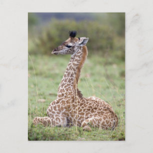 Postal Young Masai Giraffe (camelopardalis de Giraffa)