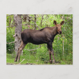 Postal Young Moose