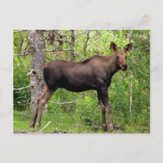 Postal Young Moose
