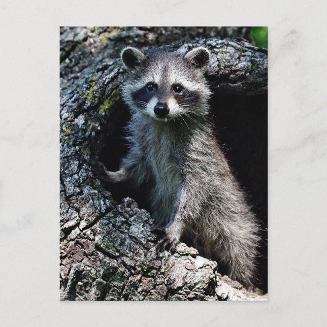 Postal Young Raccoon (Anverso)