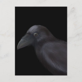 Postal Young Raven