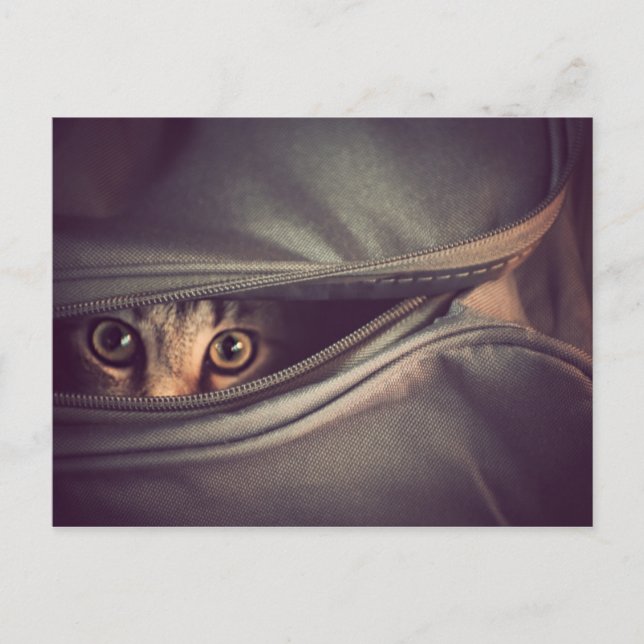 Postal Young Tabby Kitten (Anverso)