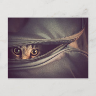 Postal Young Tabby Kitten