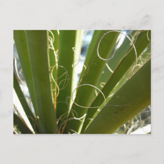 Postal Yucca deja fotografía verde de la naturaleza