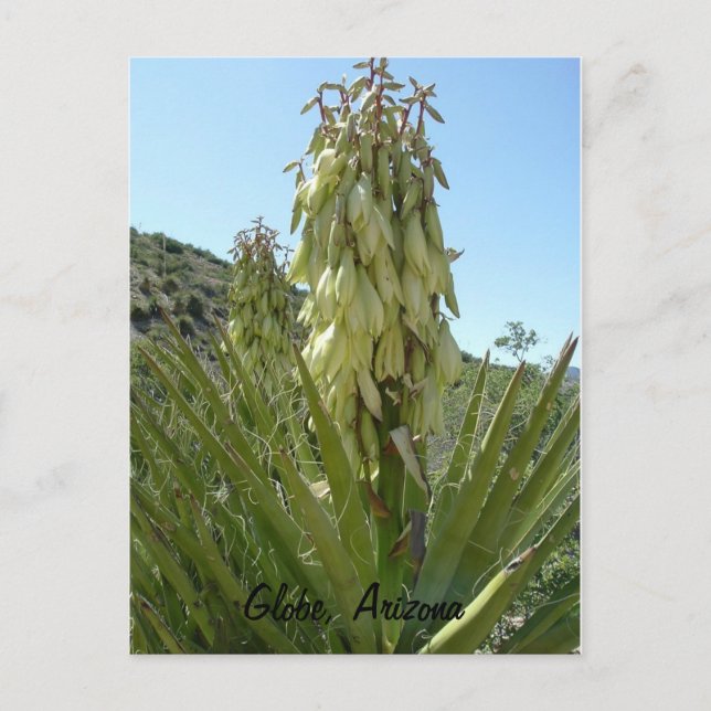 Postal Yucca floreciente (Anverso)