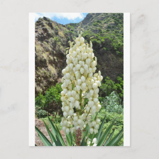 Postal Yucca flowers in the Azores.