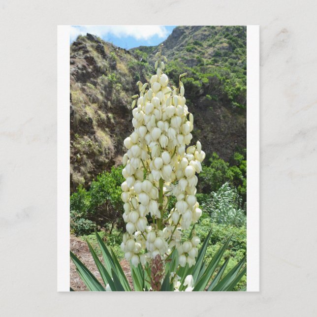 Postal Yucca flowers in the Azores. (Anverso)