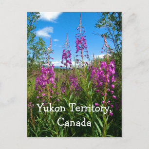 Postal Yukon Fireweed