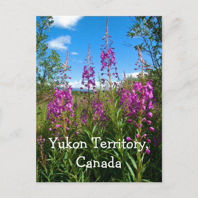 Postal Yukon Fireweed (Anverso)