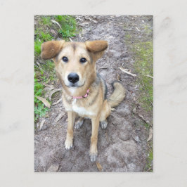 Postal Yume - Female Dog - Akita & German Shepherd - PT