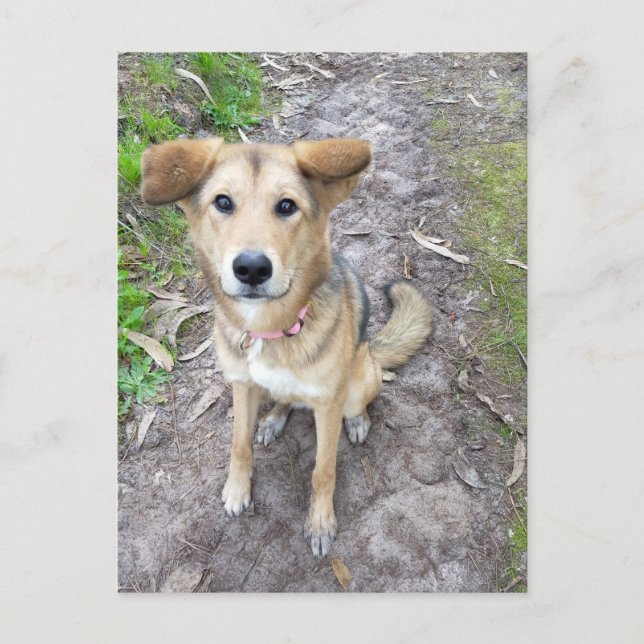 Postal Yume - Female Dog - Akita & German Shepherd - PT (Anverso)